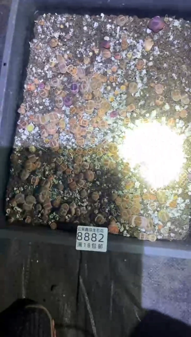 【闪购商品】8882菊一筐带土不带盆微瑕