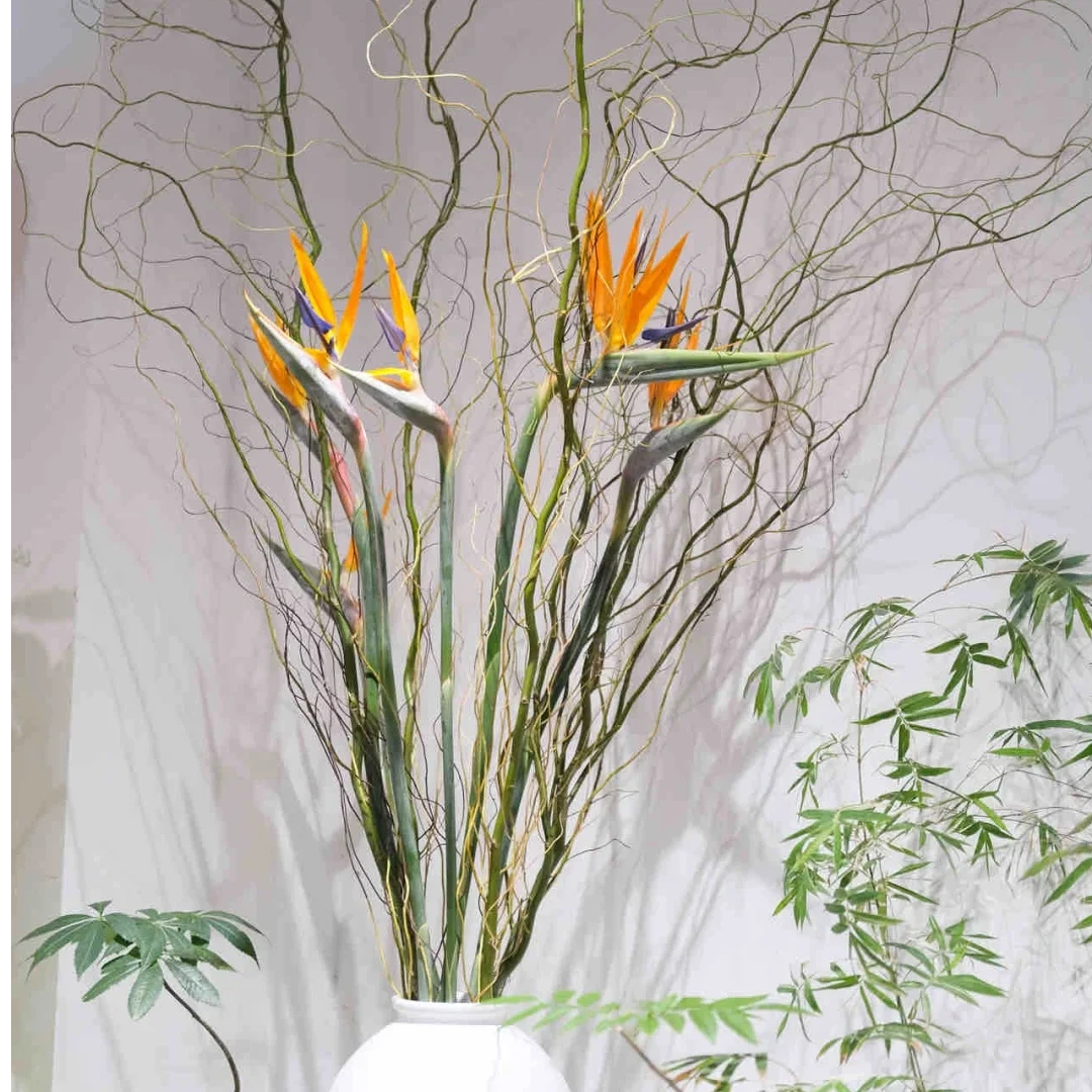 【我种花】【龙凤呈祥】天堂鸟金丝楠藤组合鲜花花束鲜切花云南直发