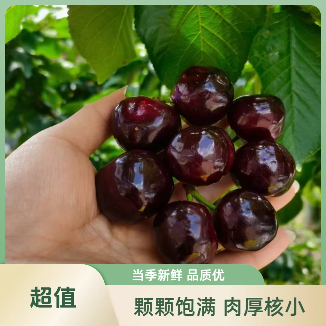 【拉萨同城配送】J黑珍珠车厘子礼盒装3斤毛重大樱桃颗颗饱满送火龙果一个黑珍珠四川省