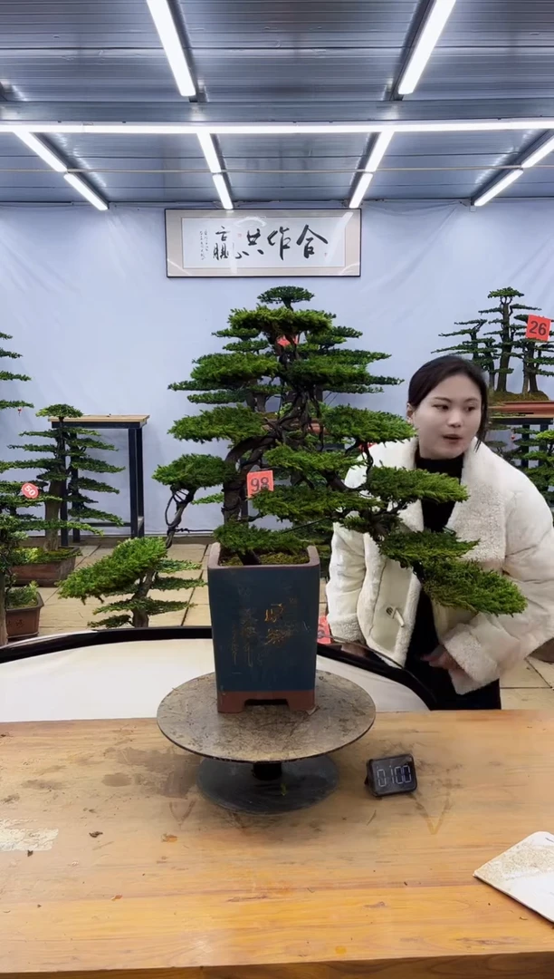 【闪购商品】高端盆景一物一拍，所见即所得