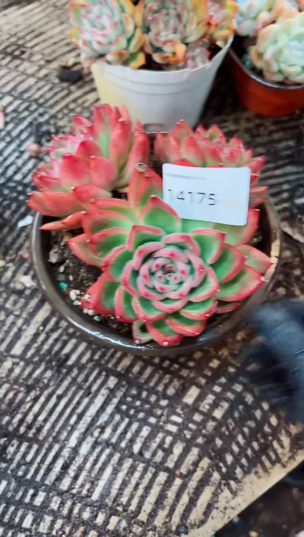 ^****^多肉植物一物一拍14175