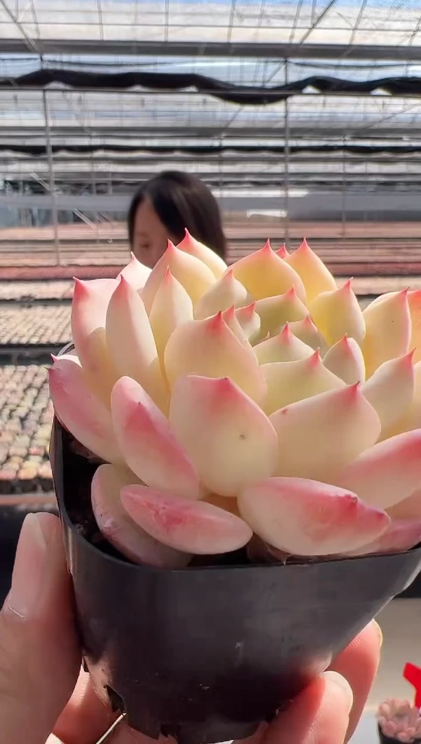 【闪购商品】东云新-40