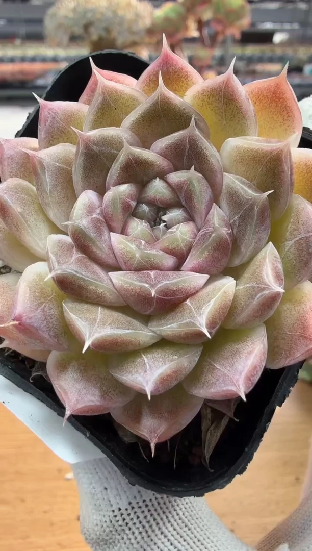 东云多肉园二店-226