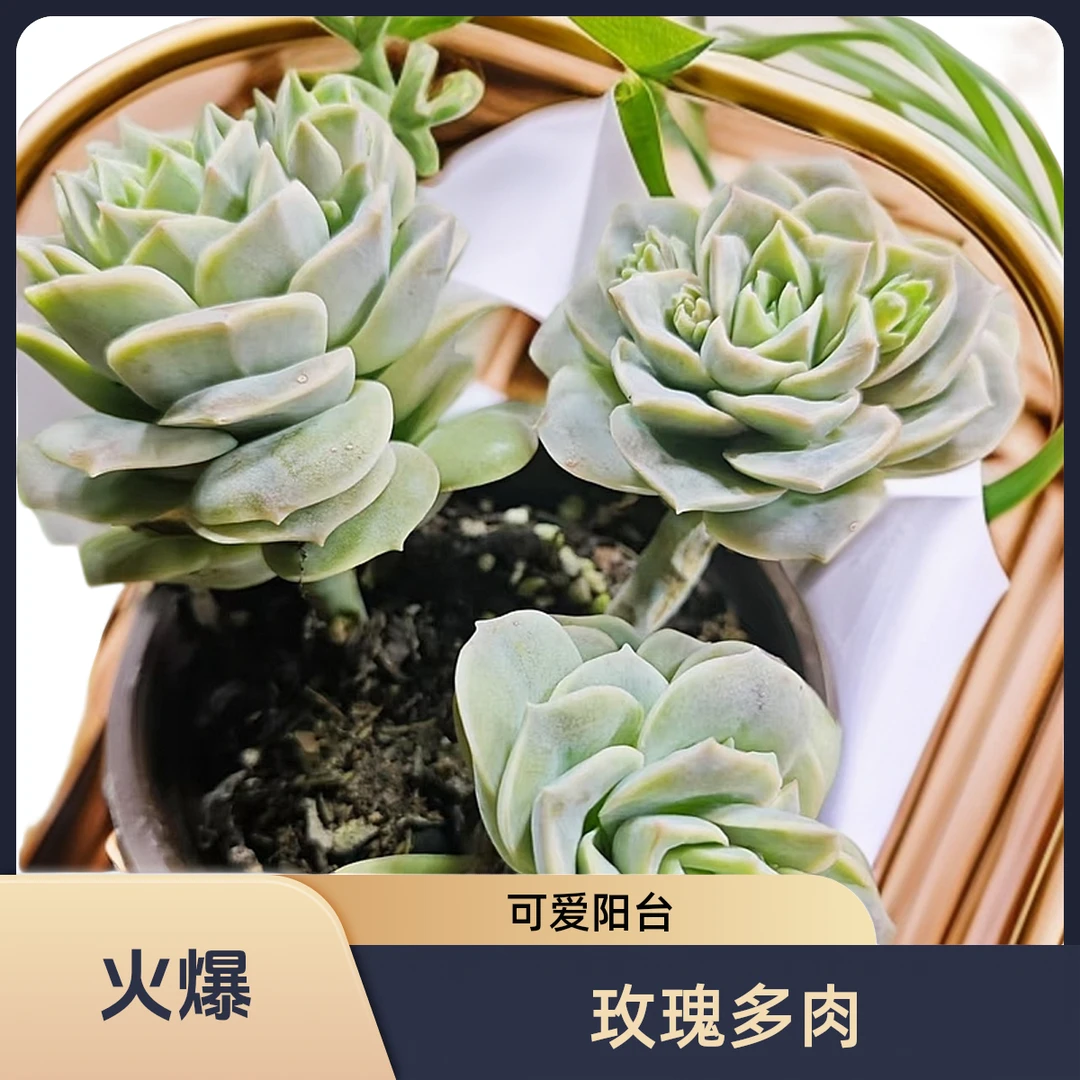 可爱玫瑰稀有名贵多肉植物（脱土发货）阳台露台老桩多肉植物