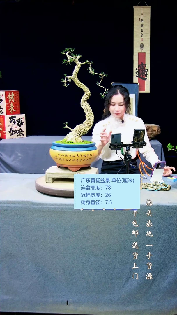 【闪购商品】黄杨盆景黄杨盆景