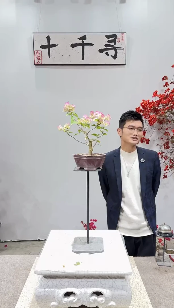 完全开放绿樱三角梅