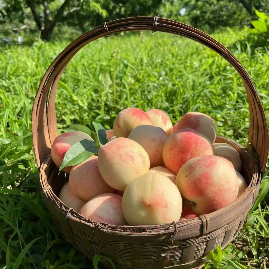 【现摘头茬】头茬一点红小白桃水蜜桃好看更好吃5斤003