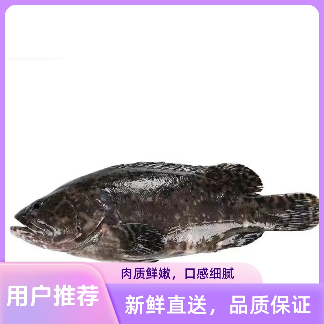 江苏赣榆海捕新鲜石斑鱼6斤