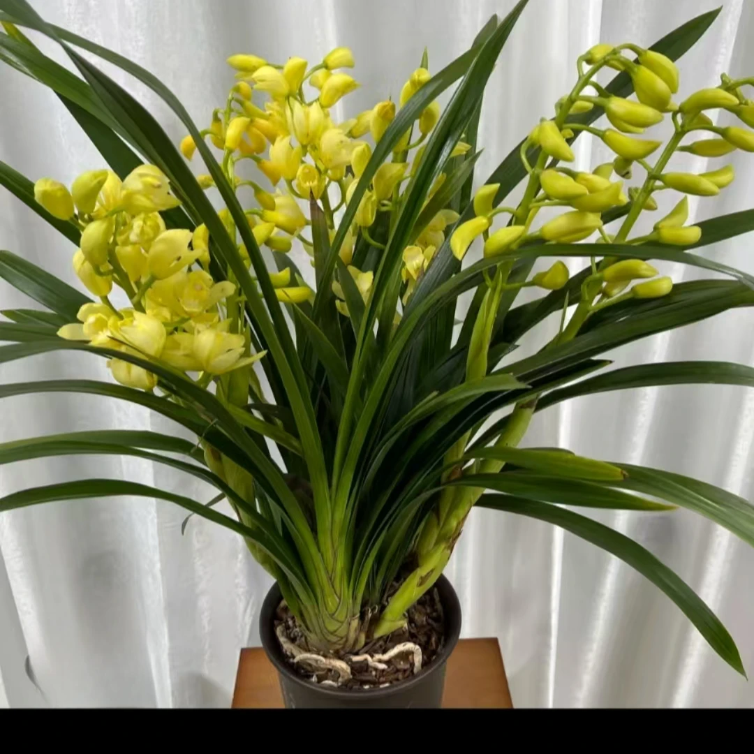 【香水香兰带花苞花剑】兰花年宵花花卉室内花卉绿植好看浓香