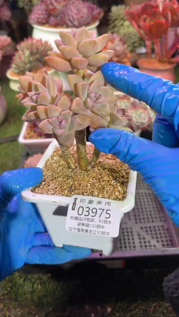 【闪购商品】03975