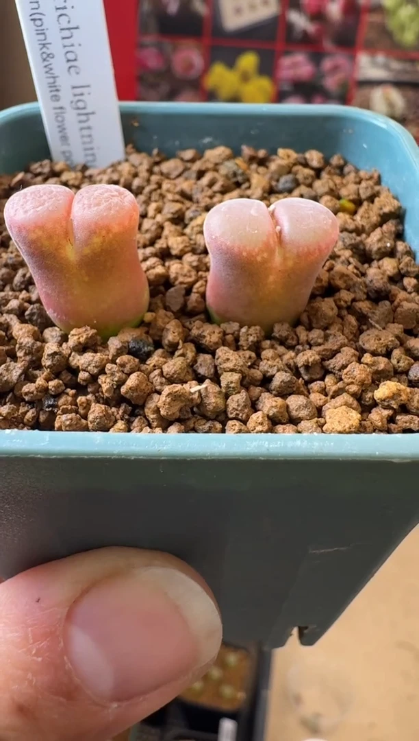 【闪购商品】30-29一颗