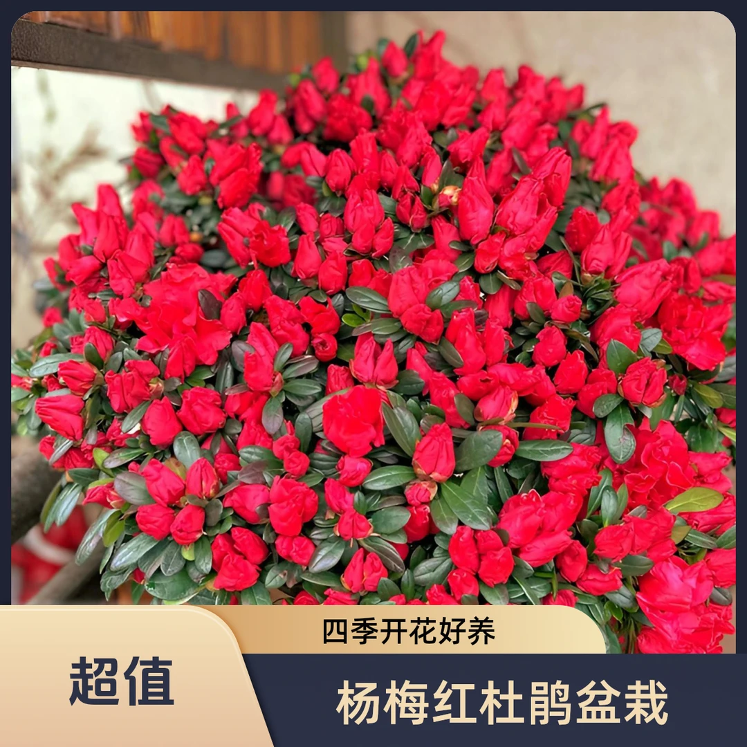 精品杨梅红四季杜鹃花盆栽带花苞室内阳台庭院好养花卉植物