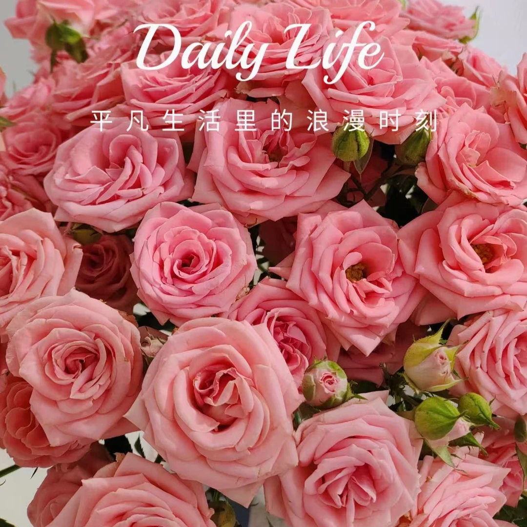 【娜娜公主】多头泡泡玫瑰25~30苞