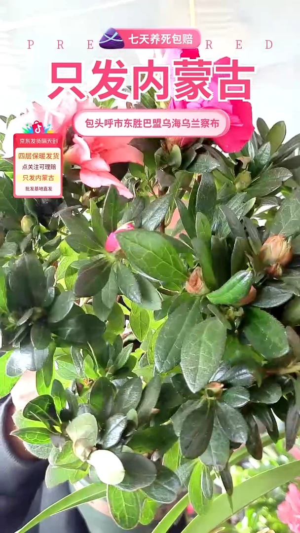 完全开放双色杜鹃