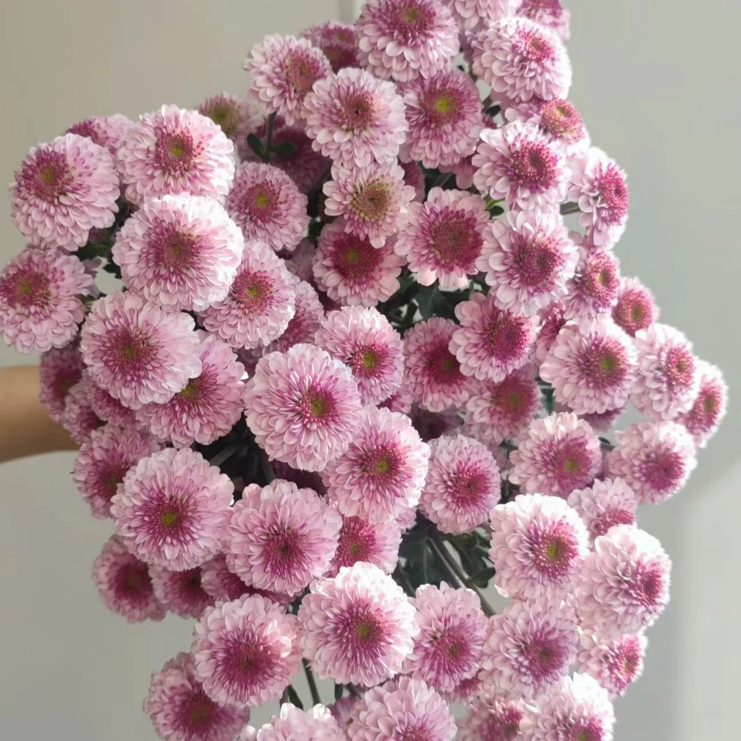 【顺丰发货】粉妍雏菊鲜花1-4单一个运费自选品种