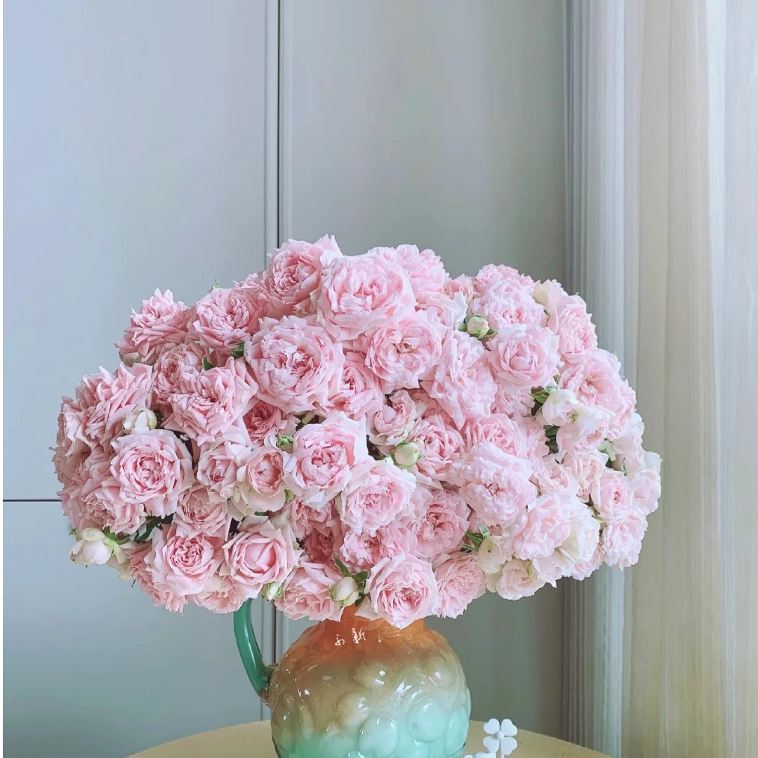 酒酿小丸子【高级多头】该品不耐运输，请凑单升级快递保护花花