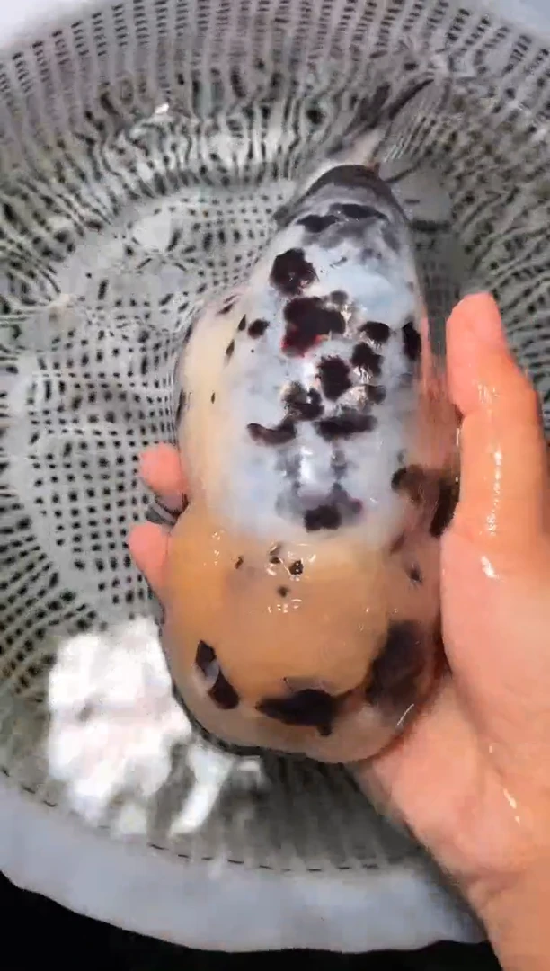 金鱼（运费自理，马印灯照射）福州追鱼兰寿金鱼