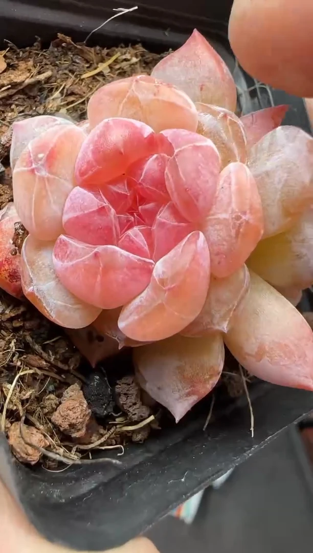 【闪购商品】一物一拍0222—342