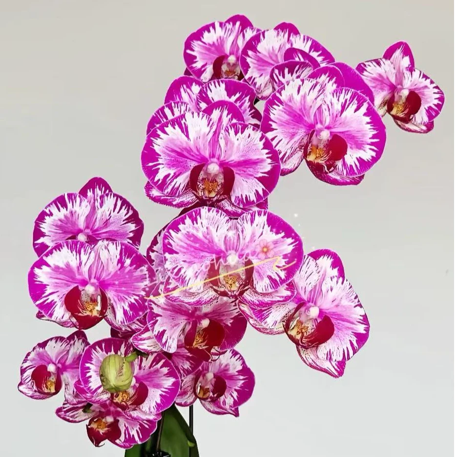 开花株《大展宏图》3.5寸杯蝴蝶兰【叶片爱开裂，介意勿拍】