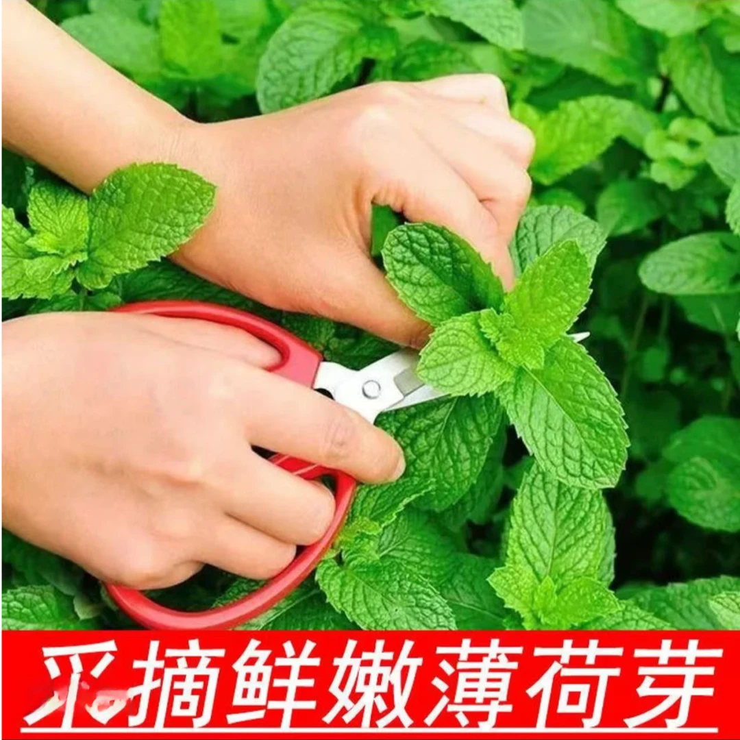 【全店满5包包邮】可食用薄荷种子薄荷盆栽驱蚊绿植野生香薄荷叶