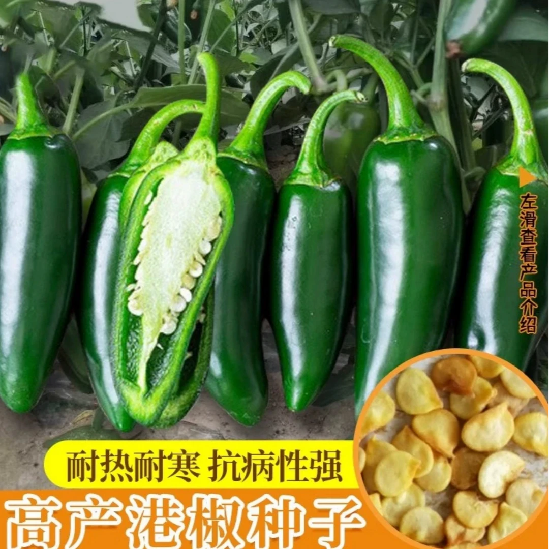 【港椒种子】家庭阳台小院盆栽地栽四季种植