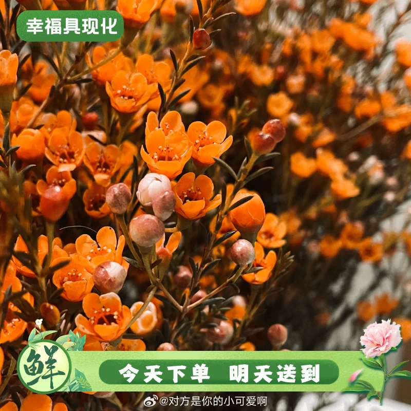 【明日必达】橙色腊梅5-6枝冬日年宵花-生活鲜切花-全场任意俩单京东包邮到家