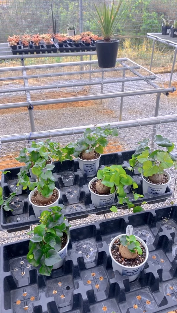 【闪购商品】南非龟甲龙F-7856