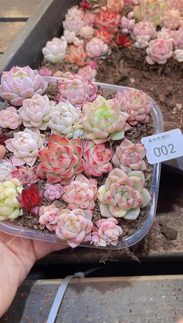 【闪购商品】002福利量拍1盒