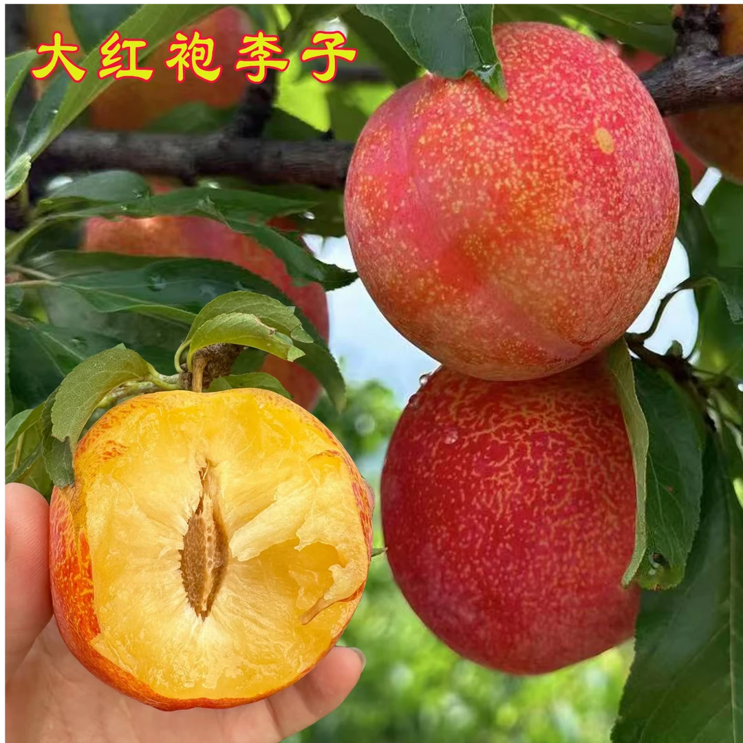 大红袍李子树苗南北方种植当年结果