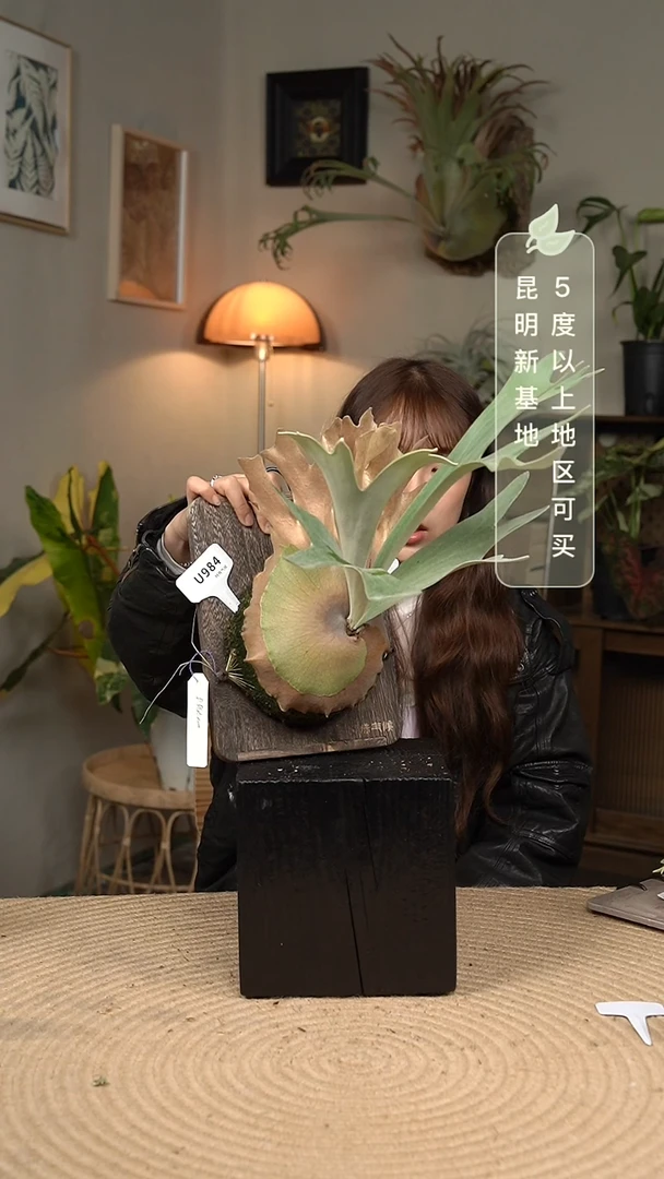 不开花植物U984-铂金鹿角蕨