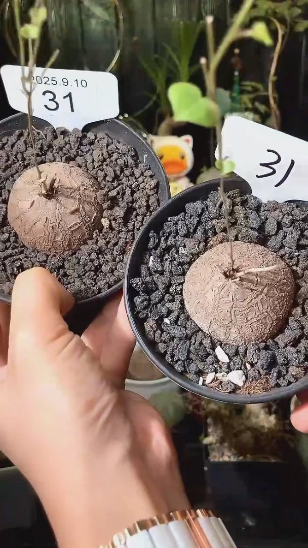 31号910福利南非龟甲龙买1个送1个