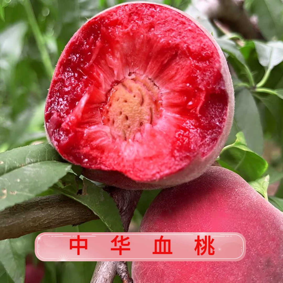C正宗老树中华血桃当季鲜果香甜多汁新鲜水果水蜜桃