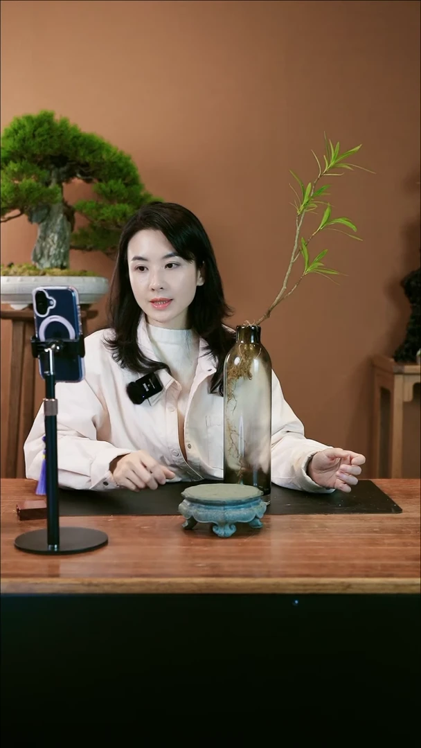 【闪购商品】盆景栀子花