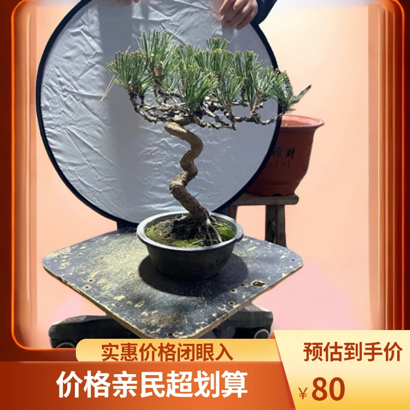 黑松盆景多种造型规格齐全满足多样需求