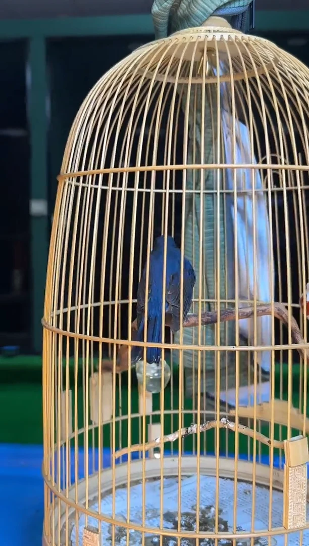 虎皮鹦鹉11号小山岚养笼0元起拍