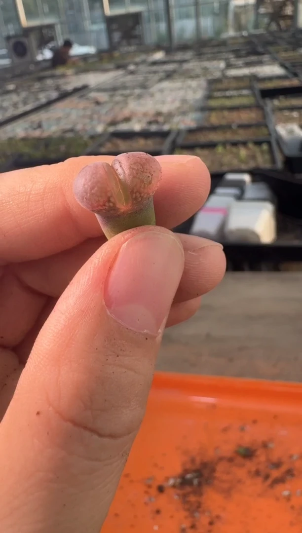 29-382多肉植物肉锥