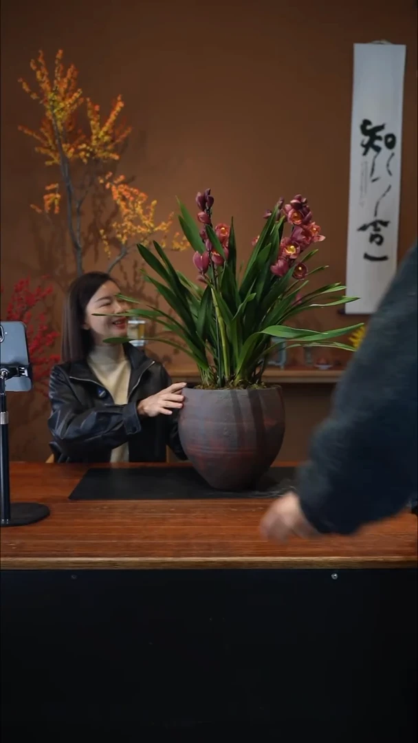 全部花朵梦寐以求盆景盆景盆景