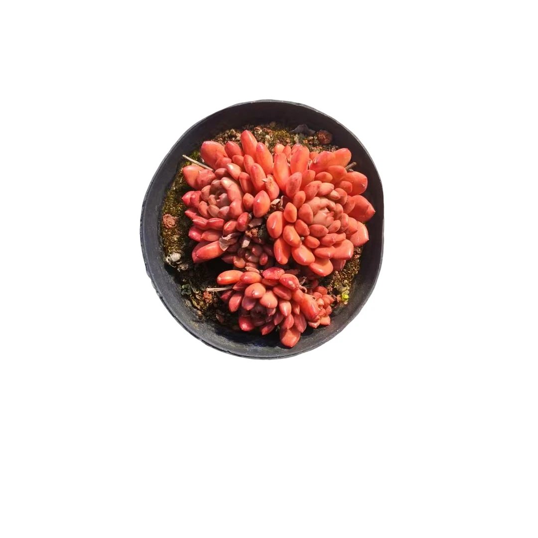 同美多肉园艺  红宝石  以直播间实物为准 综合链接