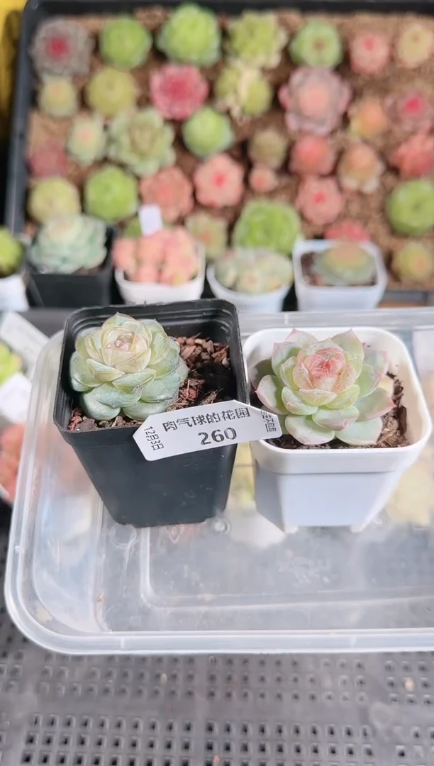 1203-260若梦+若画多肉群生不包整