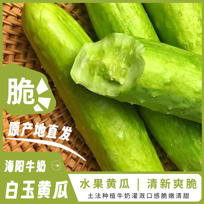 山东海阳牛奶白玉黄瓜 牛奶喂养新鲜采摘 原产直发 口感脆嫩清甜