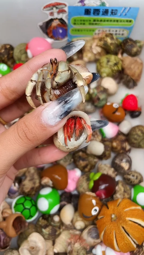 陌派甄选寄居蟹4268