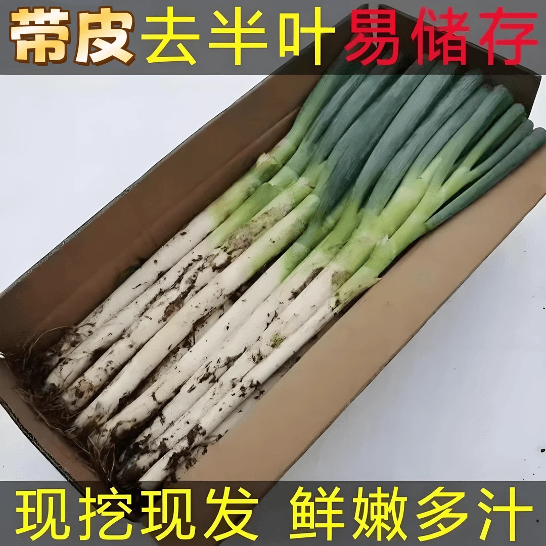 【带箱10斤】山东大葱新鲜现挖铁杆大葱生鲜速发带脏皮带泥土批发