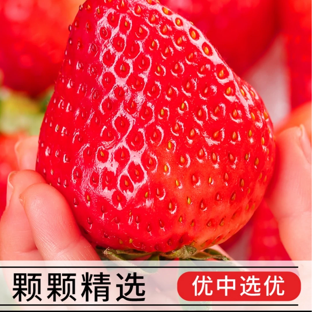 【顺丰京东速运】丹东九九草莓新鲜采摘奶油红颜新鲜应季无礼盒
