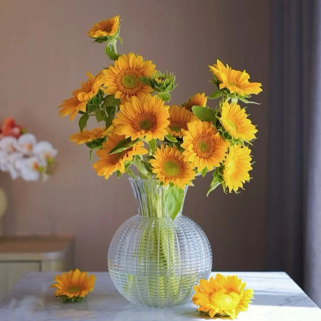 【今喜花舍】绿心向日葵  0°以下地区记得拍保温棉哦！！！