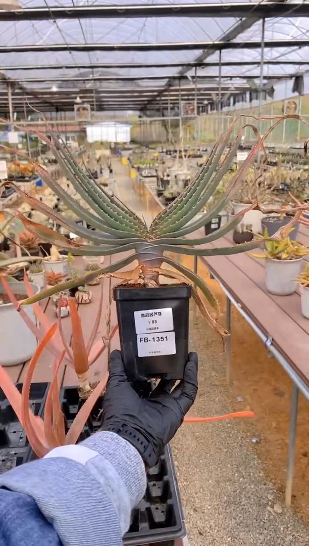 【闪购商品】推进器芦荟脱土FB-1351