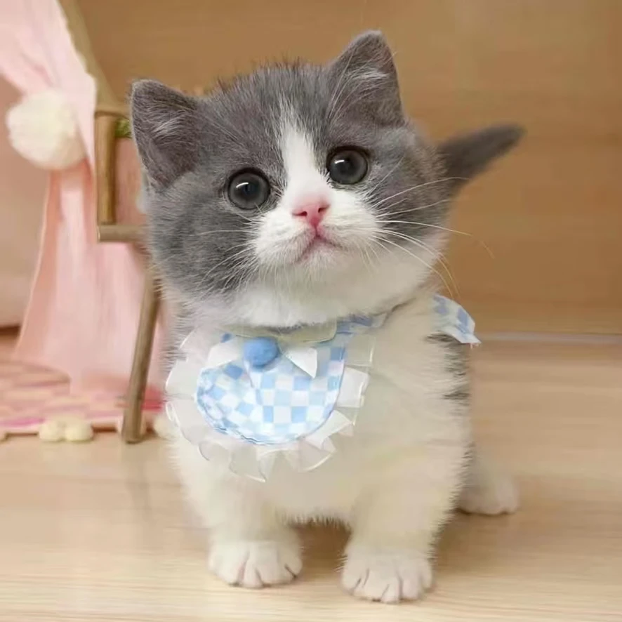 【青柠喵宠炫新】全品类活体猫咪一对一挑选 不满意全额退