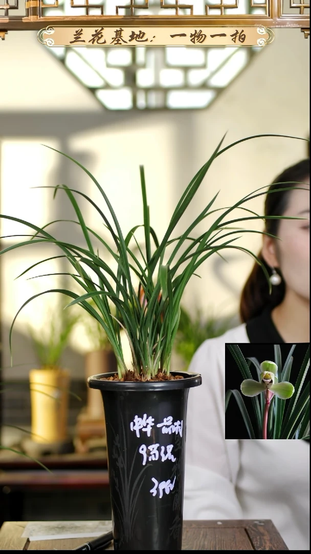 完全开放中华一品梅