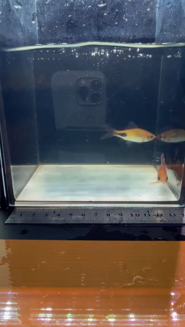 海水鱼彩虹11111