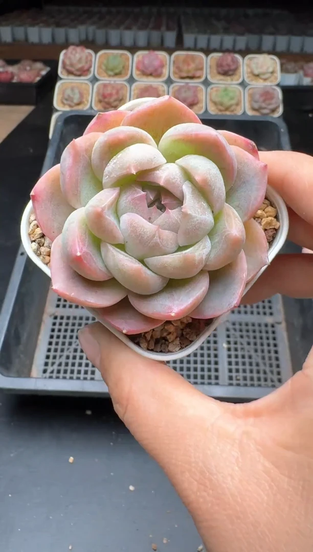 【闪购商品】833A物拍多肉带盆土6.5杯拍3颗包柚