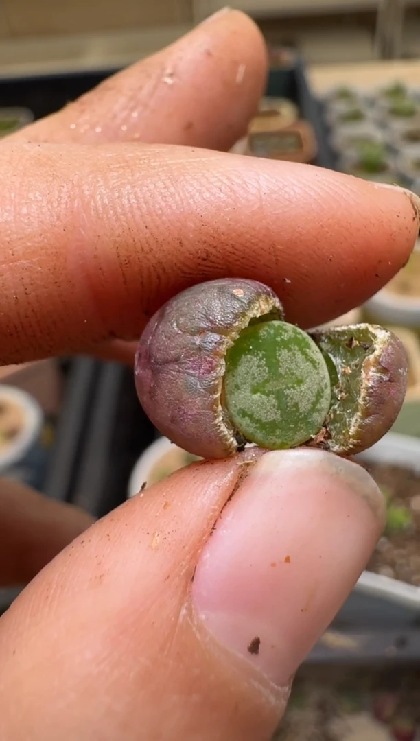 【闪购商品】4-158